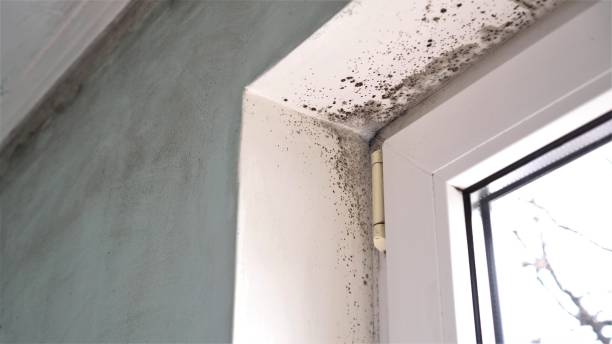 Trusted Cambridge Springs, PA Mold Remediation Experts