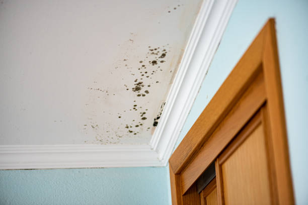 Best Localized Mold Remediation (e.g., coastal areas, humid climates) in Cambridge Springs, PA