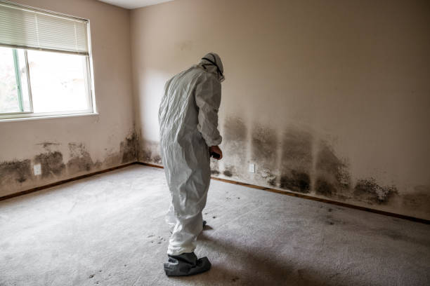 Best Residential Mold Remediation in Cambridge Springs, PA